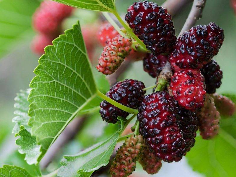 Шелковица купить саженцы из питомнике в Кропоткине