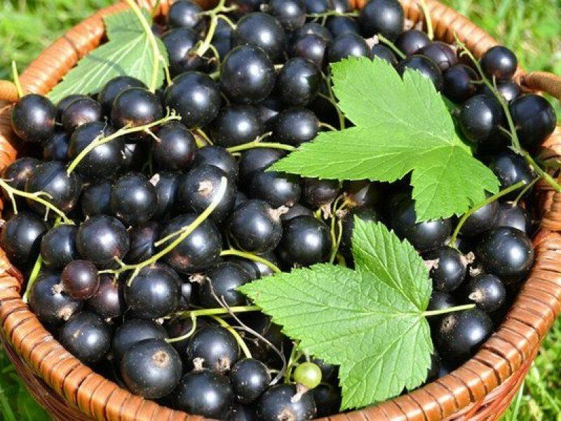 Смородина купить саженцы из питомника в Кропоткине