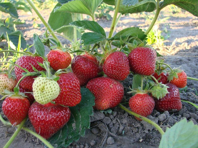 Клубника купить саженцы из питомника в Кропоткине