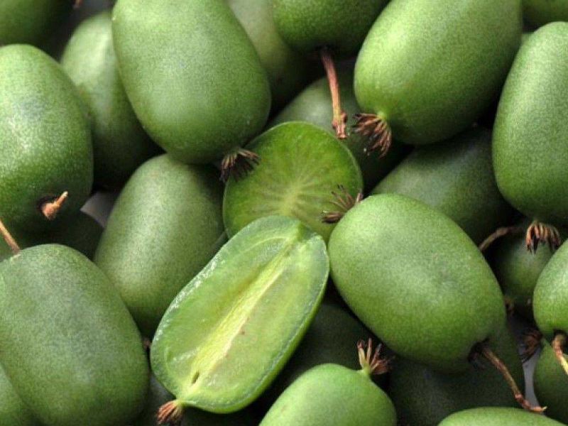 Актинидия купить саженцы из питомнике в Кропоткине