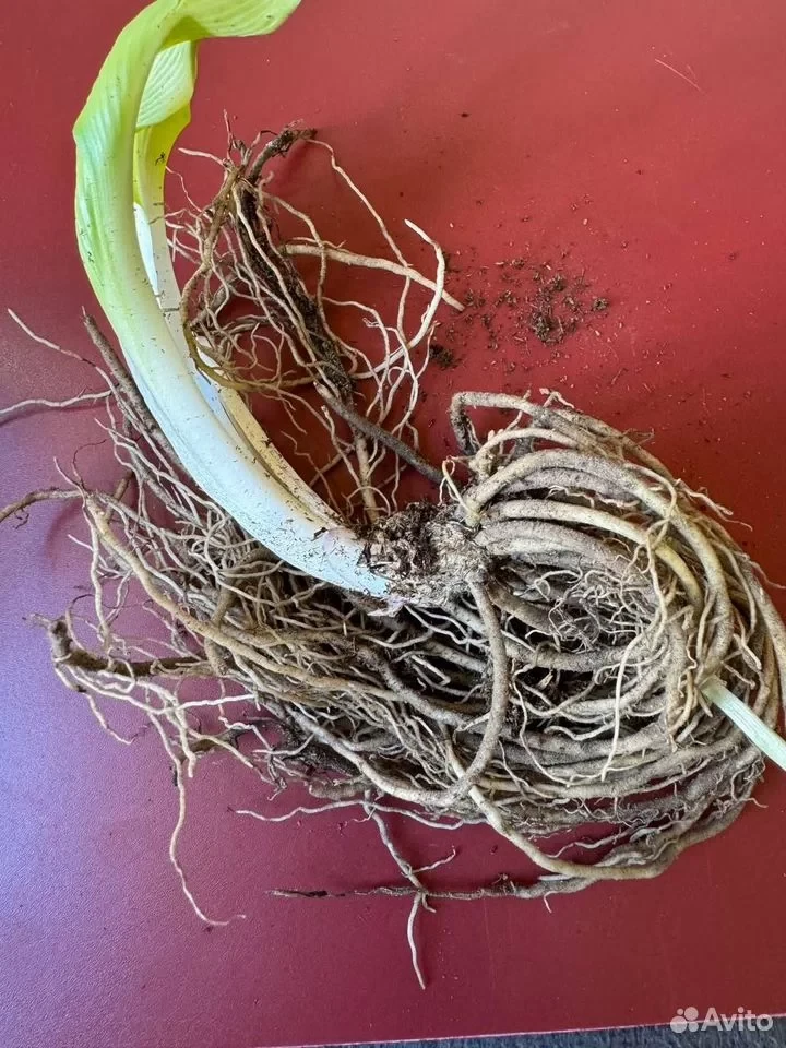 Хоста АВОКАДО