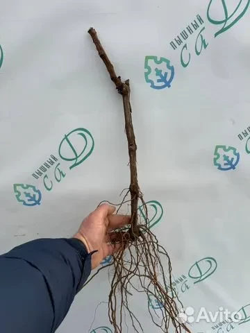 Виноград "РИТОН"