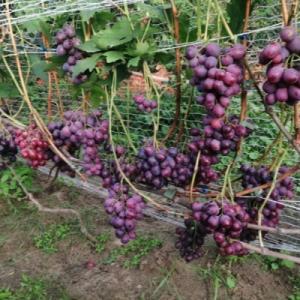 Виноград "КОЛУМБ"