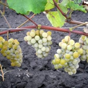 Виноград "НИАГАРА"